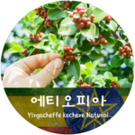 예가체프 코체레 내추럴 (500g)